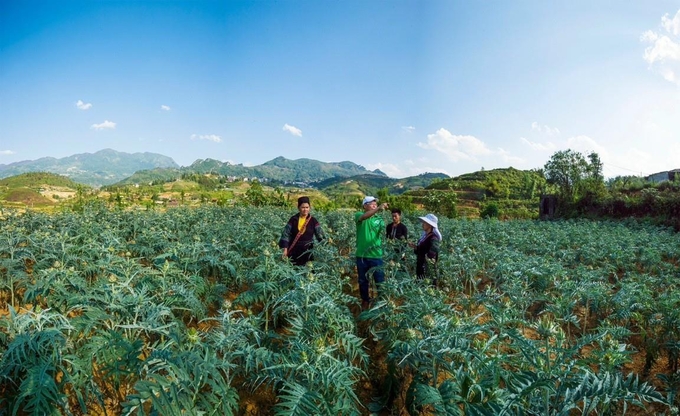 The development of medicinal plant cultivation areas helps conserve the genetic resources of valuable medicinal plants, protect land reserves, and promote biodiversity. Photo: Luu Hoa.