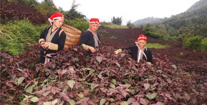The people of Sapa have a good income from the cultivation of perilla plants. Photo: Luu Hoa.