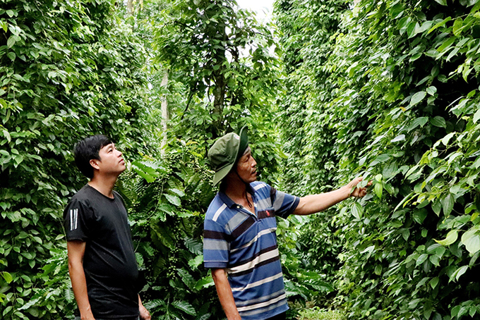 Hồ tiêu những năm qua chịu ảnh hưởng không nhỏ bởi các nông sản khác như sầu riêng, cà phê.