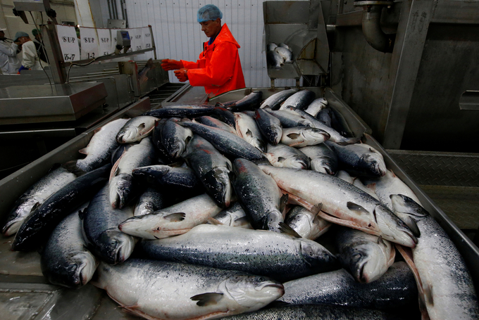 Công nhân phân loại cá hồi được mang đến từ Biển Barents tại một nhà máy chế biến ở cảng Murmansk, Nga. Ảnh: Reuters.
