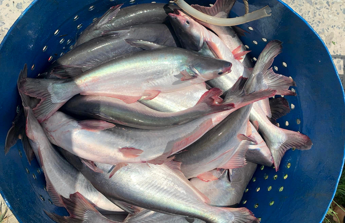 Pangasius exports to the Australian market have experienced a significant increase within the first two months of 2024. Photo: Son Trang.