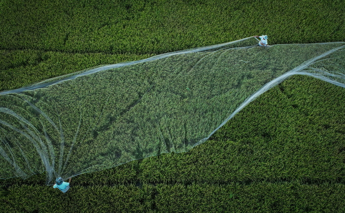 Các nhà nghiên cứu che phủ cánh đồng lúa của họ bằng màng bảo vệ để ngăn chim tại Cơ sở Nghiên cứu và Khoa học Nam Vân ở Tam Á, tỉnh Hải Nam. Ảnh: China Daily.