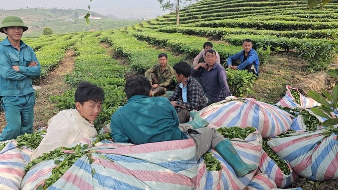 Phút nghỉ ngơi của những nông dân trồng chè ở huyện Tân Uyên (Lai Châu). Ảnh: Hải Đăng.