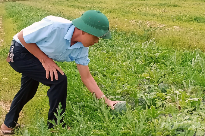 Chuyển đổi đất lúa sang trồng dưa hấu tại Vĩnh Sơn mang lại hiệu quả bất ngờ. Ảnh: Võ Dũng.