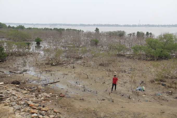 Từ sau đợt bão năm 2020, nhiều diện tích rừng ngập mặn ở xã Tam Giang (Núi Thành, Quảng Nam) bị chết hàng loạt. Ảnh: L.K.