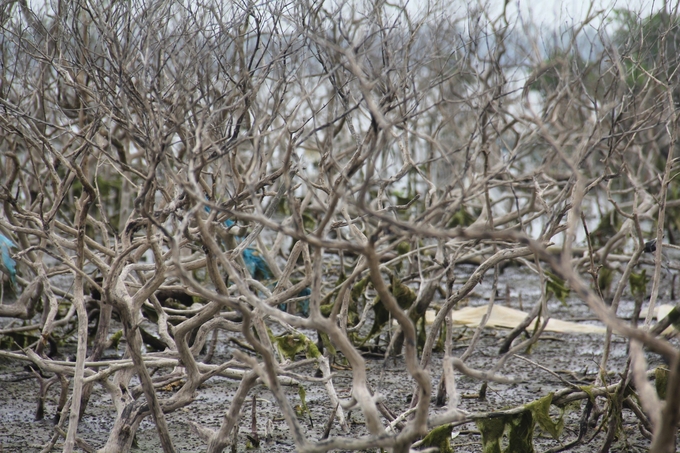 Theo thống kê, có khoảng hơn 5ha rừng ngập mặn bị chết hoàn toàn, không thể tái sinh. Ảnh: L.K.