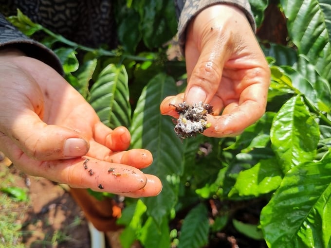 Mealybugs typically target flower clusters and young fruits. Photo: Tuan Anh.