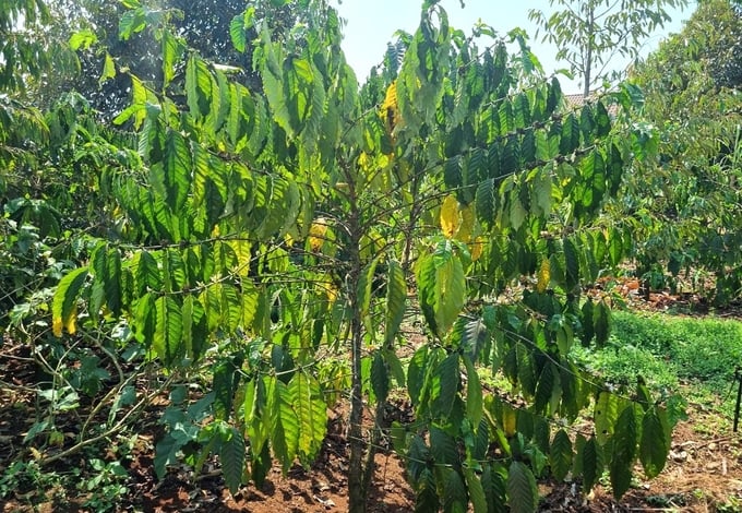 Mealybug infestation can lead to the withering of coffee trees. Photo: Tuan Anh.