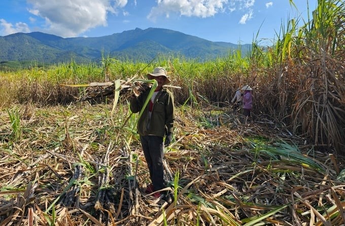 According to farmers, Khanh Hoa's sugarcane crop is increasingly shrinking because it is not very profitable compared to before. Photo: KS.