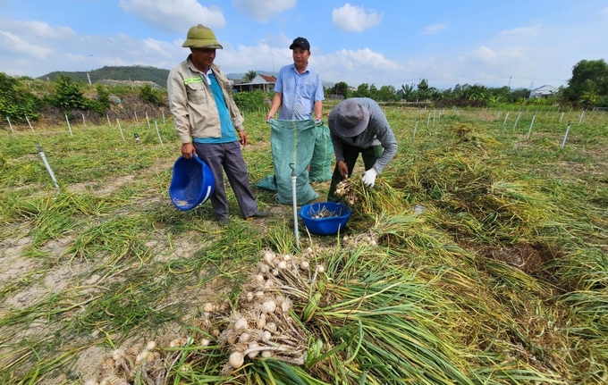 Garlic farmers in Van Hung commune said that garlic consumption is currently slow. Photo: KS.