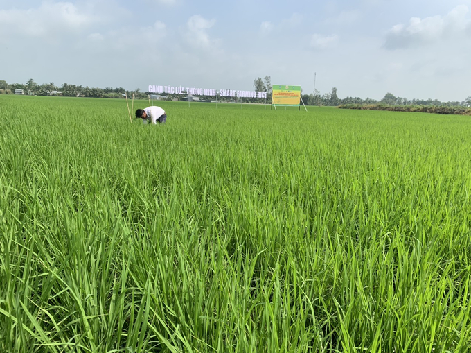 Rất nhiều chương trình đang giúp nông dân sản xuất nâng cao năng suất, chất lượng lúa.