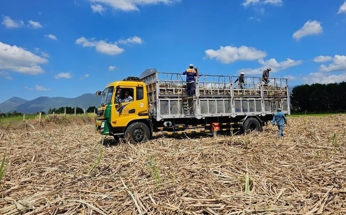 Entering the 2023–2024 sugarcane crop year, farmers are not happy with their harvest because of low productivity caused by drought. Photo: KS.