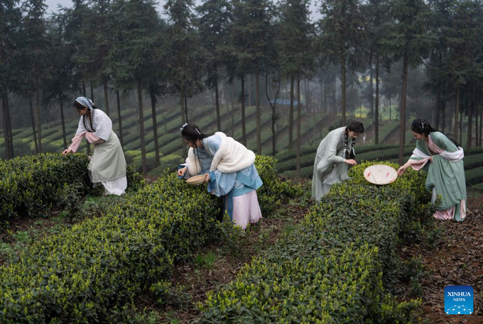 Du khách mặc Hán phục hái lá trà tại làng Mai Lĩnh, thuộc huyện Nạp Tây, thành phố Lô Châu, tỉnh Tứ Xuyên.