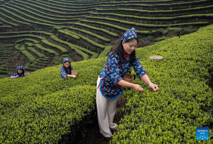 Khách du lịch trải nghiệm hái trà tại Công viên Giải trí núi trà Mai Lĩnh, huyện Nạp Tây.