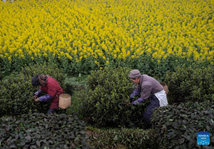 Dân làng hái lá trà tươi tại làng Mai Lĩnh, thuộc huyện Nạp Tây, thành phố Lô Châu, tỉnh Tứ Xuyên, phía tây nam Trung Quốc.
