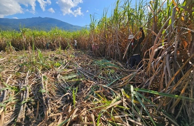 Farmers in Ninh Tan commune harvest sugarcane in the 2023–2024 crop year. Photo: KS.