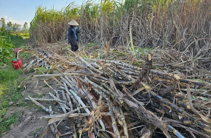 Although this year’s price of sugarcane purchased by sugar factories in the province is high, Khanh Hoa farmers are still not happy with their harvest because of low productivity. Photo: KS.