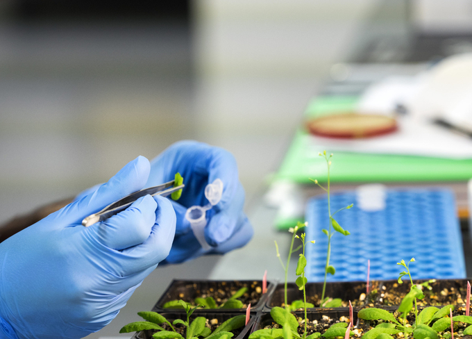 Công nghệ nano được cho là sẽ tạo ra cuộc cách mạng giúp thay đổi nền nông nghiệp toàn cầu. Ảnh minh họa: Genetic Engineering & Biotechnology News.