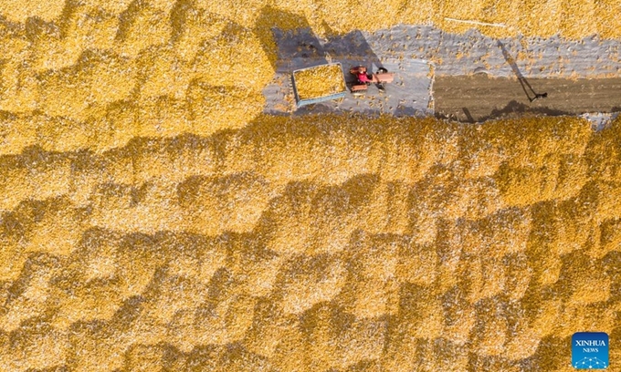 This aerial photo taken on Oct. 19, 2023 shows a villager drying harvested corns at Dongsheng Village of Zhaodong City, northeast China's Heilongjiang Province. Heilongjiang has remained China's top grain producer for 13 consecutive years. The total grain output of Heilongjiang accounted for 11.3 percent of China's national grain output in 2022.Photo: Xinhua