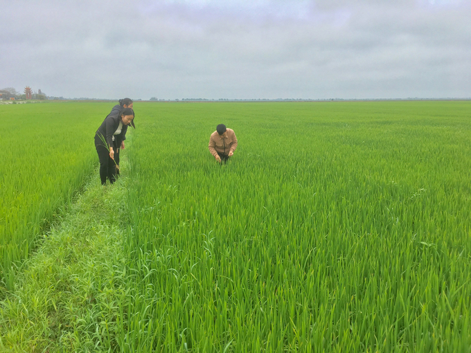 Cán bộ Trung tâm Khuyến nông Quảng Trị và các trạm trồng trọt - BVTV kiểm tra tình hình đạo ôn gây hại lúa. Ảnh: Việt Toàn.