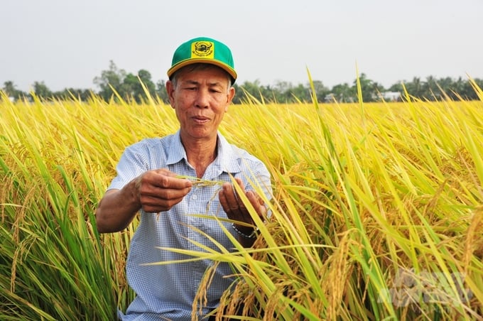 Hau Giang province plans to reach 28,000 hectares of high-quality, low-emission rice production area by 2025. Photo: Hoang Vu.