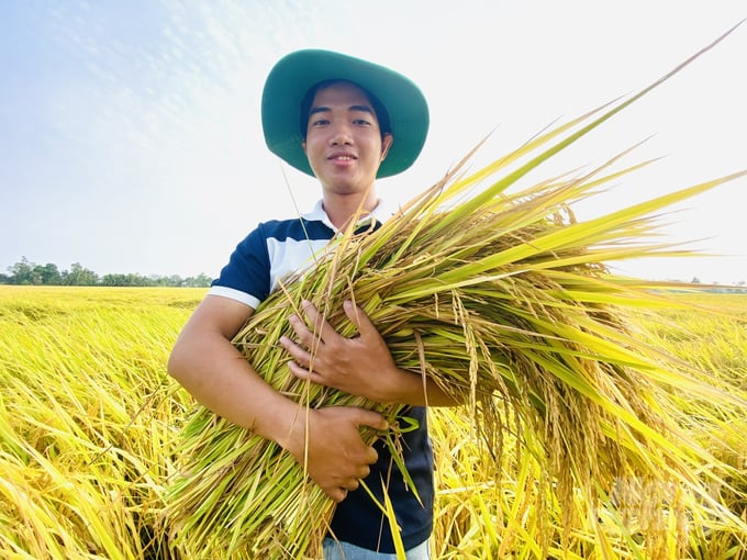 The smart rice farming model is estimated to produce a yield of nearly 10 tons of fresh rice per hectare for the 2023-2024 winter-spring crop, with a total profit of approximately 65 million Vietnamese dong per hectare. Photo: Hoang Vu.