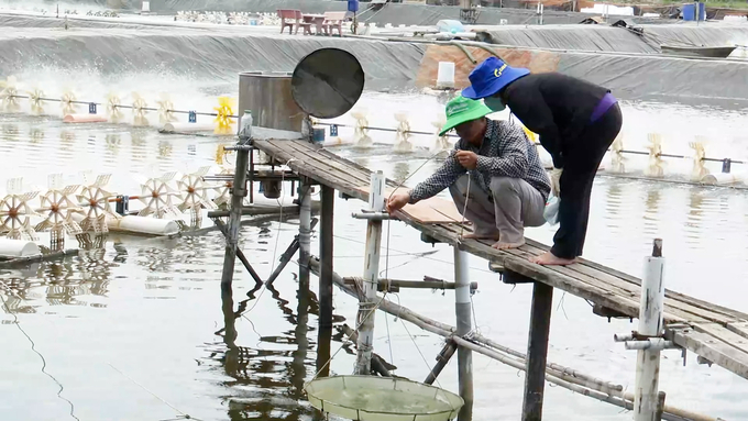 Theo thói quen, ông Thuấn thường kéo vó lên cẩn thận kiểm tra tình trạng sức khỏe tôm trước khi cho ăn. Ảnh: Minh Sáng.