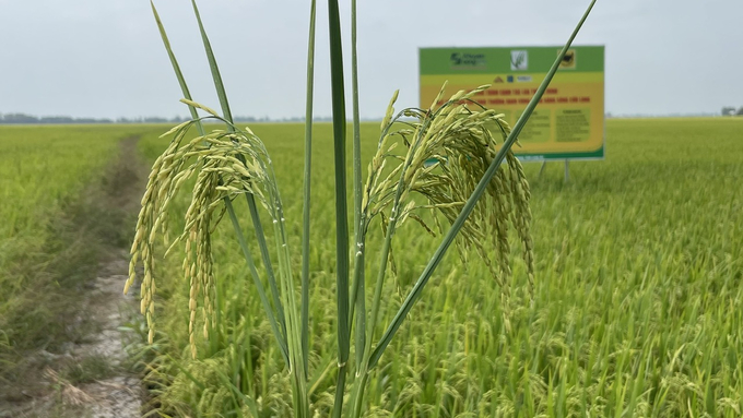 Chương trình Canh tác thông minh của Phân bón Bình Điền giúp người trồng lúa nâng cao năng suất.