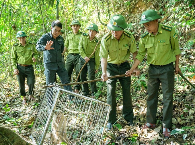 Vu Quang National Park has received many wild animals that people voluntarily submitted, then nurtured and took care of them before releasing them into their natural habitat. Photo: Vu Quang National Park.