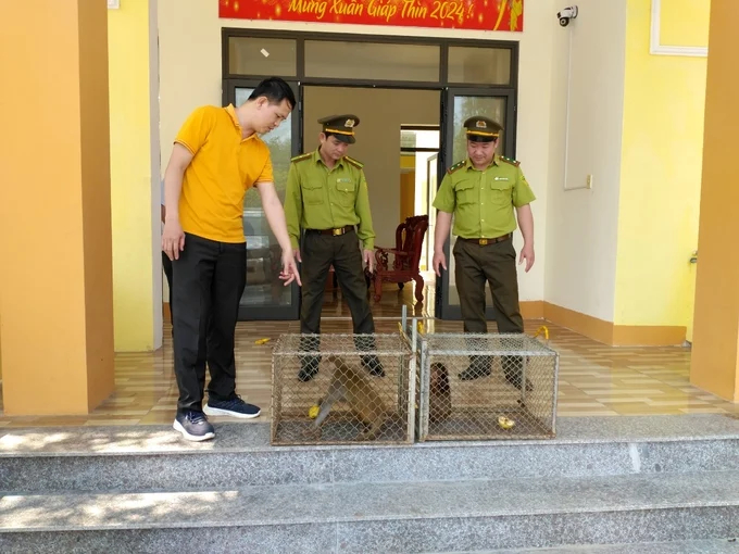Authorities receive the rare monkeys. Photo: N. Phong.