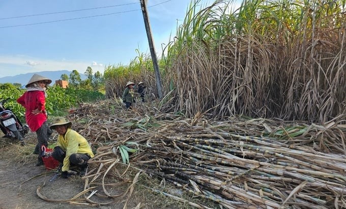 Sugarcane-cutting labor is increasingly scarce, and the wage is high, causing sugarcane growers to face many difficulties in the harvest season. Photo: KS.