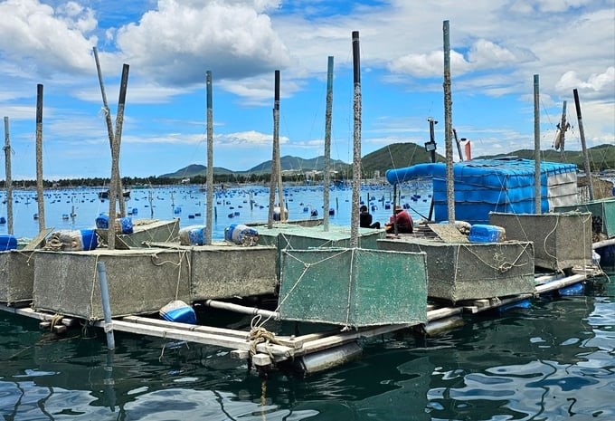 Cage aquaculture on Cu Mong lagoon, Song Cau town. Photo: KS.