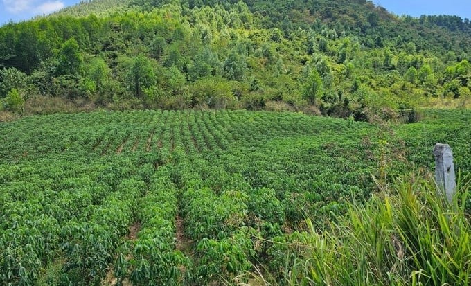 Previously, along Provincial Road 5 of Khanh Hoa province, there were thousands of sugar canes, but now they have gradually been replaced by other crops. Photo: KS.