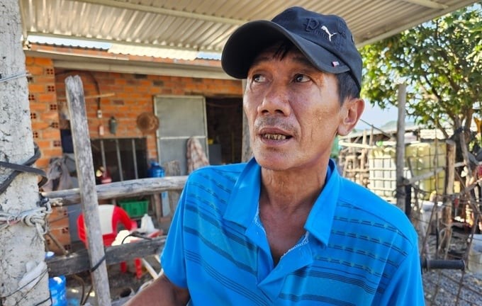 Mr. Nguyen Van Long (Trung village, Ninh Tan commune) said that in the past, his family grew a lot of sugarcane, but due to business losses, he stopped doing it. Photo: KS.
