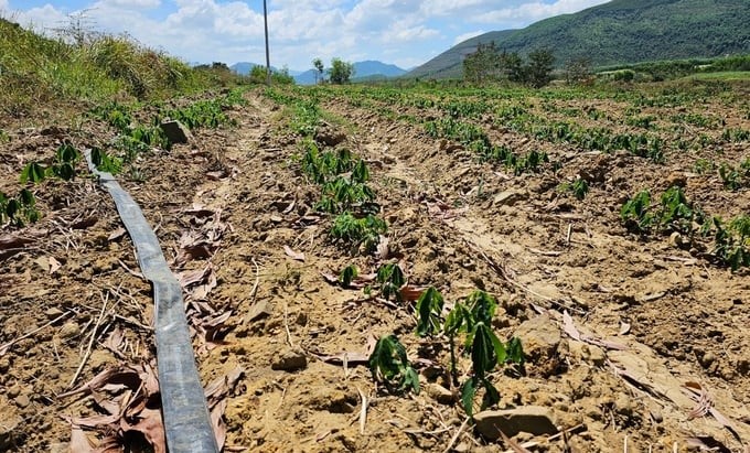 A sugarcane-growing area has been converted to growing cassava. Photo: KS.
