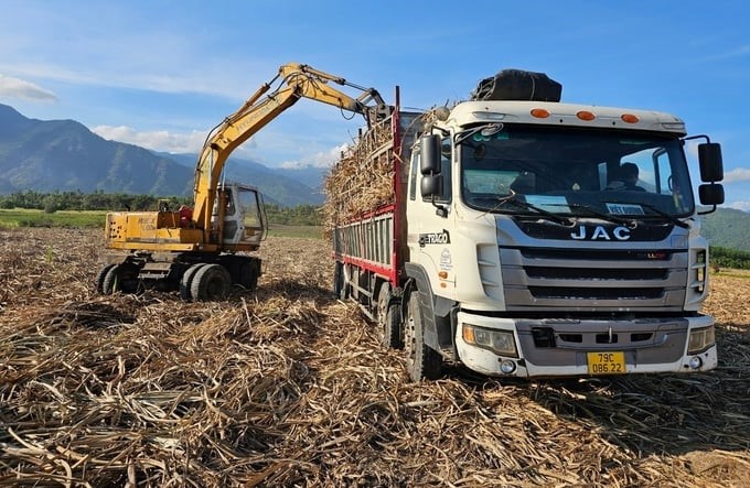 Collecting raw sugarcane to transport to the sugar factory. Photo: KS.