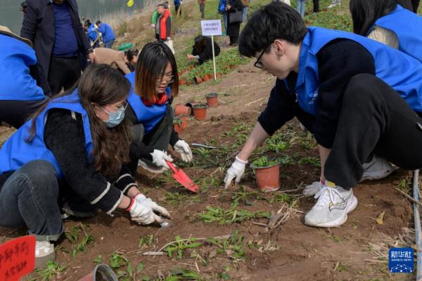 Các sinh viên Đại học Tam Hiệp trồng cây xa tiền phong đô tại hòn đảo nhỏ ở thị trấn Quách Gia Bá, huyện Tỉ Quy, tỉnh Hồ Bắc. 