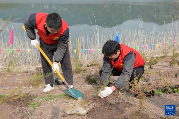 Các tình nguyện viên từ Cơ quan quản lý hàng hải Tam Hiệp Dương Tử đang trồng cây bách ít hoa (Myricaria laxiflora) tại khu vực hồ chứa Tam Hiệp. 