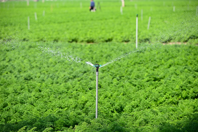 According to ancient beliefs, water and fertilizer are the two leading factors in farming. Photo: Tung Dinh.