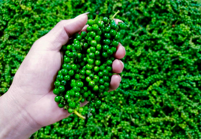 Vietnamese pepper yield is expected to decrease by 10% this year. Photo: Son Trang.