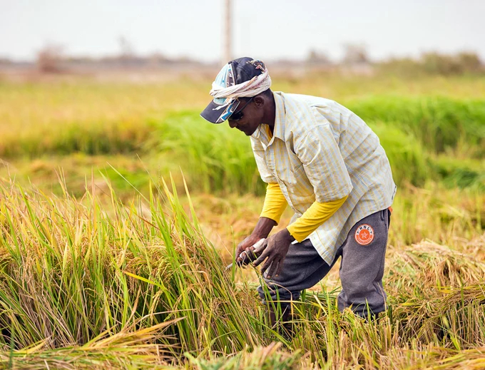 Rice production in Senegal only meets 25-30% of domestic demand.