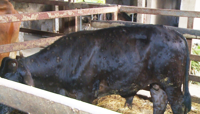 Bệnh viêm da nổi cục đã 'khai tử' 8 con bò, gây thiệt hại lớn cho người chăn nuôi. Ảnh: Thanh Nga.