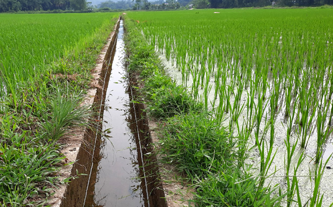 Huyện Lục Yên phối hợp với công ty thủy nông khai thác hợp lý, quản lý chặt chẽ nguồn nước, sử dụng nước tiết kiệm, hiệu quả để phòng chống hạn. Ảnh: Thanh Tiến.