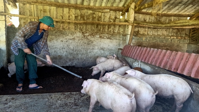 Mô hình chăn nuôi lợn VietGAP, sử dụng đệm lót sinh học tại hộ anh Hoàng Văn Thái. Ảnh: Ánh Nguyệt.