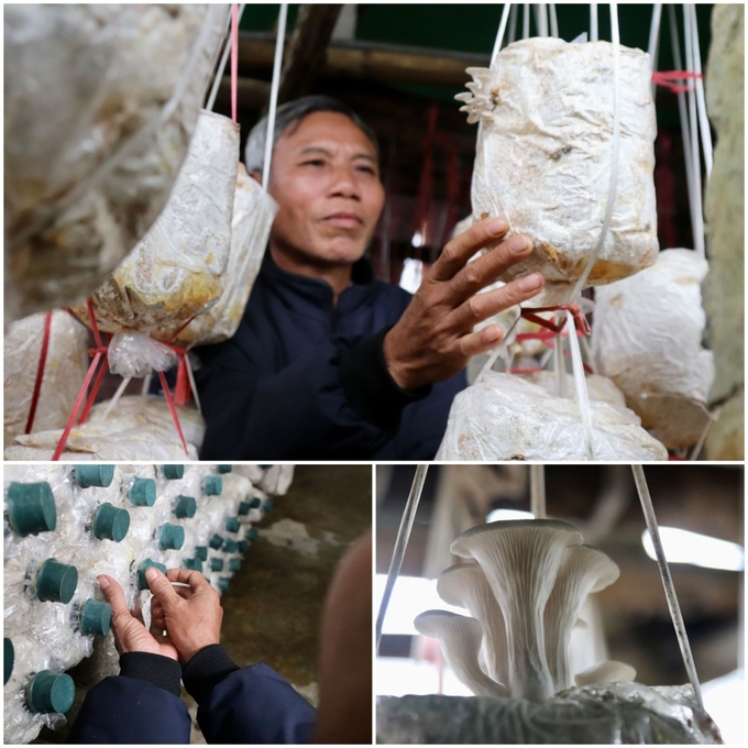 Cơ sở sản xuất nấm của hộ ông Tường mỗi năm cung ứng ra thị trường hơn 15 tấn nấm các loại, lợi nhuận thu về gần 300 triệu đồng. Ảnh: TN.