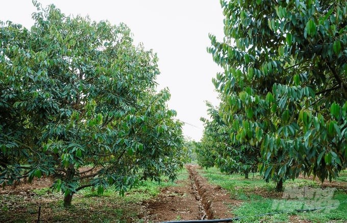 Durian is a strategic crop that is receiving great attention because of its high economic value. Photo: Binh Minh.