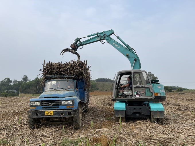 Harvesting sugarcane in Tho Lam commune, Tho Xuan district, Thanh Hoa. Photo: Quoc Toan.