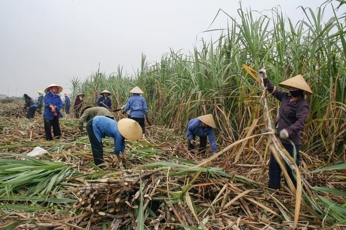 People in Xuan Thang commune (Tho Xuan district) harvest raw sugarcane. Photo: Quoc Toan.