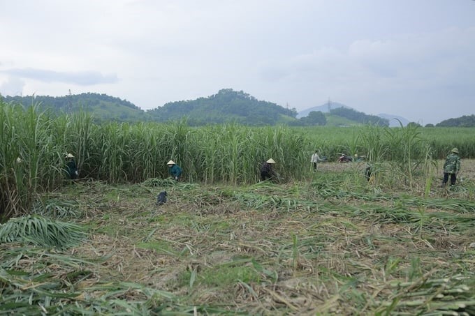 Farmers in Sao Vang town, Tho Xuan district, harvest sugarcane. Photo: Quoc Toan.