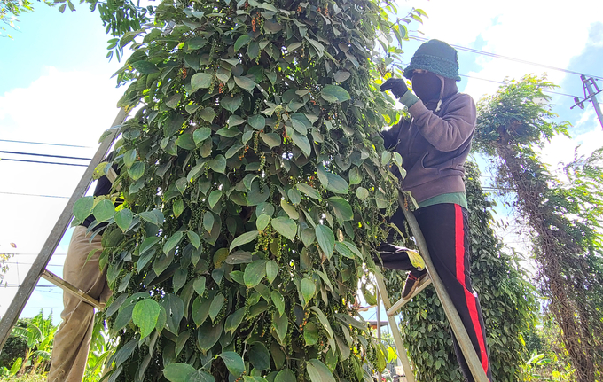 Although prices increased, pepper output in Dak Lak decreased compared to previous years. Photo: Quang Yen.